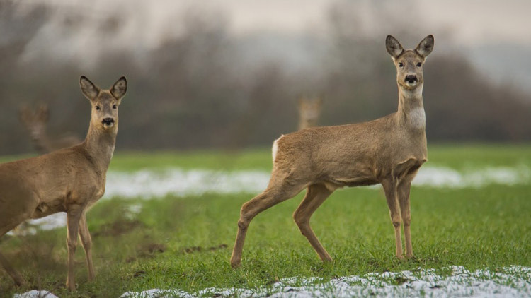 Řidič dodávky srazil srnu. Z místa utekla