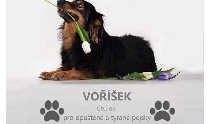 Nové přírůstky v útulku