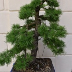 22 Bonsaje 06