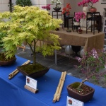 22 Bonsaje 09