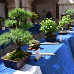 22 Bonsaje 11