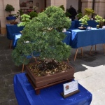 22 Bonsaje 12