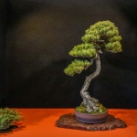 17 Flora 01 17 Flora 01