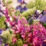 17 Flora 04 17 Flora 04